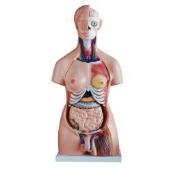 85cm male torso model: unlock the mysteries of the human body 