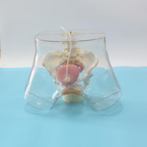 Transparent catheterization model, a new choice for women’s care