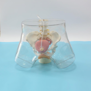 Transparent female catheterization model: a new chapter in medical education