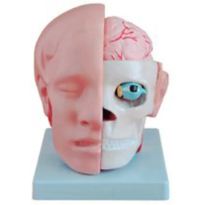 Model of the head with cerebral arteries: a magical window to reveal the mysteries of the head