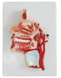 Head anatomy model - a powerful assistant in medical exploration