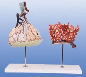 Article 1: Lung lobule and alveolar model - a magical window to explore the mysteries of the lungs