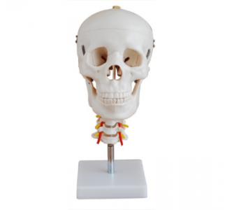 The role of cervical spine models in medical education