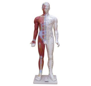 Standard acupuncture model: Accurate simulation to help advance acupuncture skills