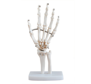  From fingertips to wrists: A comprehensive display of hand joint models