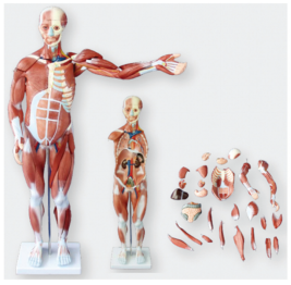 Medical training new favorite: muscle anatomy with internal organs model detailed explanation
