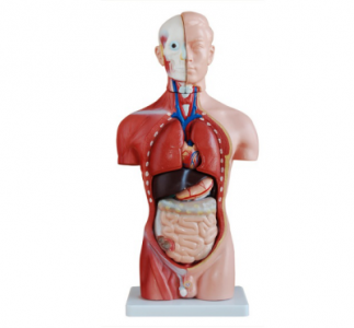 The male Torso model: Bridging theory and practice