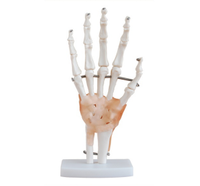 How does the hand joint belt ligament model simulate the function of the ligament?