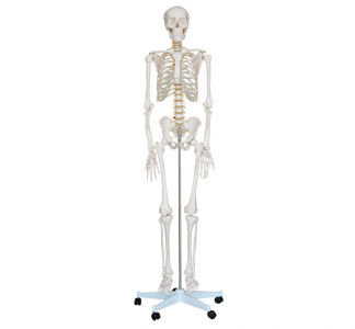 Do you know the 85cm human skeleton model?
