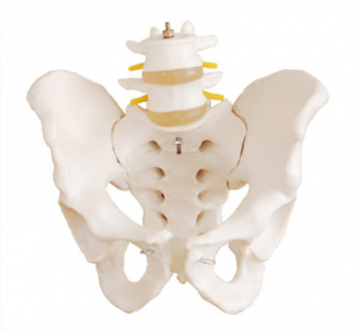 Application of pelvic model in Medical Education: Why is it an indispensable teaching Aid?