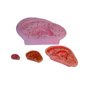 Full mastery of ear acupuncture points: ear acupuncture model helps you become a master of acupuncture