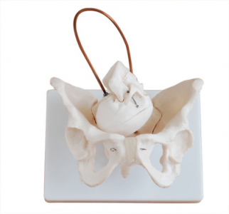 What does a model pelvis with a fetal head do?
