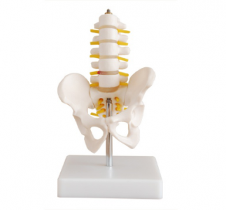 Pelvic girl-lumbar model plays an important role in medical teaching