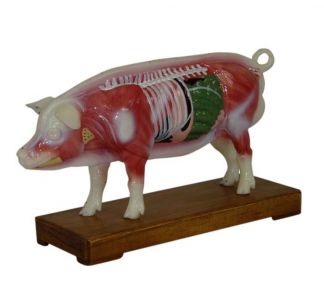 Multifunctional pig body acupuncture practice model