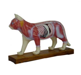 What purpose is the cat body acupuncture model mainly used for?