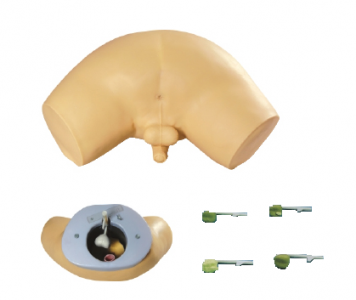 Prostate screening models: Will fill critical gaps in medical training