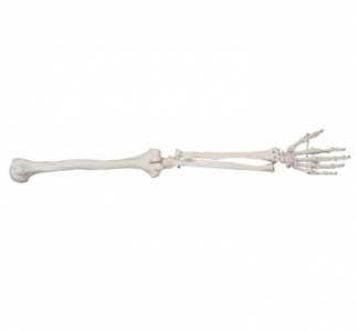 The large upper limb skeleton model has become the key to understanding the complex structure of the upper limb