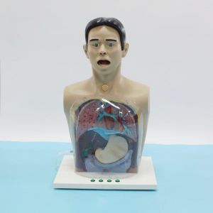 How transparent gastric lavage models become 