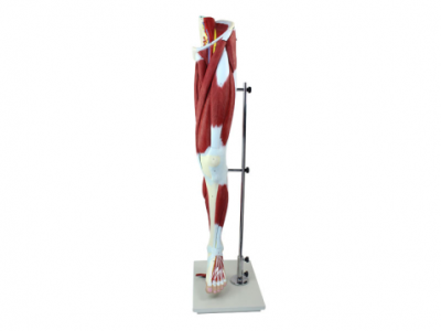 How are these muscles distributed in the upper limb muscle anatomy model?