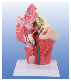 Cephalic and facial vein models: Can they meet the practical needs of clinicians?
