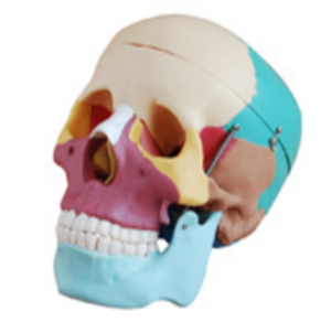 Are colored skull models indispensable for learning new ways of anatomy?