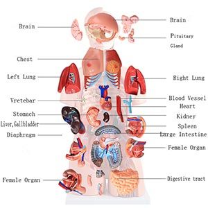 The Gender Torso Model: Why is it an "all-rounder" for anatomical learning?