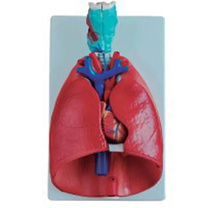 Is the market potential of laryngeal cardiopulmonary models underestimated?