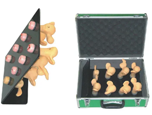 Does the model of cervical lesions have the ability to simulate the progression of different disease courses?
