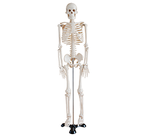 An 85cm human skeleton model