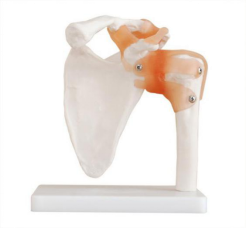 Clinical significance of the natural large shoulder joint model