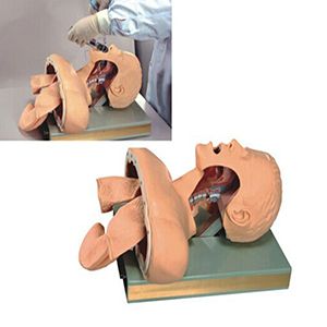 Advanced tracheal intubation training model