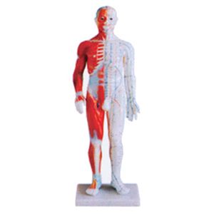 The main functions of the standard anatomical acupuncture model