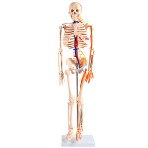 A model of human skeleton with heart and blood vessels