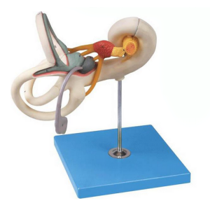 Enlarged model of the inner ear labyrinth