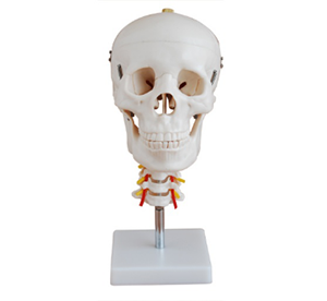 The purpose of the skull with a cervical spine model