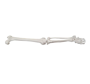 Operating Specifications for Skeletal Models of the upper and Lower extremities
