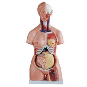 An 85cm tricolor trunk model