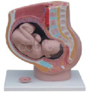 Female sagittal anatomy (4 pieces) models