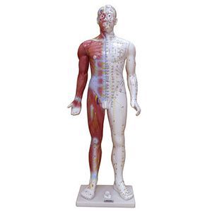 Fourteen Acupoint Models - Q&A Edition