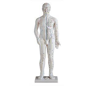 60cm standard acupuncture model