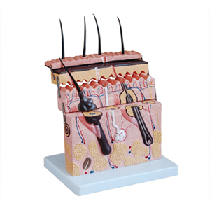 The application scenarios of skin section models