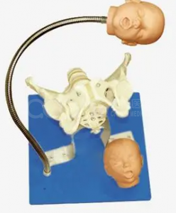 The function of the pelvis with the fetal head