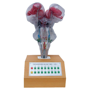 Electric brainstem model