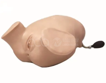 The model was trained through four-step palpation, anal examination and vaginal examination