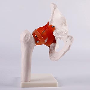 Hip joint model