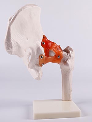 skeletal joint model