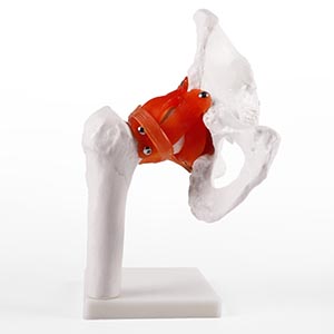 Hip model
