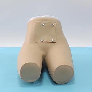 Advanced enema and assisted defecation training model