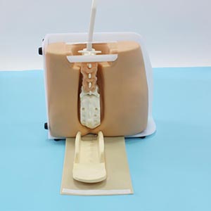 Spinal puncture model