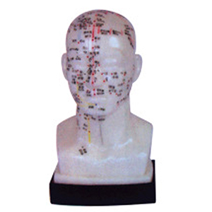 Head four-function acupoint model